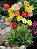 150 Adet Tohum Karışık Renkli Gelincik Çiçeği Tohumu Sürpriz Hediye Tohum - 2