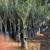 Tüm Bölgelere Uygun Tüplü Ayvalık Zeytini Fidanı thumbnail 3