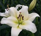 100 Adet Tohum Beyaz Mis Kokulu Zambak Çiçeği Tohumu Hediye Tohum - 2