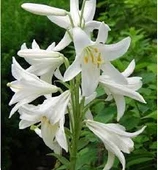 100 Adet Tohum Beyaz Mis Kokulu Zambak Çiçeği Tohumu Hediye Tohum - 1