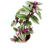 Tradescantia Nanouk 15 cm Pembe Telgraf Çiçeği Canlı Bitki thumbnail 1
