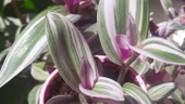 Tradescantia Nanouk 15 cm Pembe Telgraf Çiçeği Canlı Bitki thumbnail 3