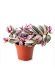Tradescantia Nanouk 15 cm Pembe Telgraf Çiçeği Canlı Bitki thumbnail 2