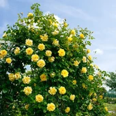 Yediveren Sarı Sarmaşık Gül Fidanı 10-20 Cm thumbnail 3