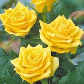 Yediveren Sarı Sarmaşık Gül Fidanı 10-20 Cm thumbnail 2