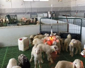 Şavk Isıtıcı Lamba 250 Watt Kırmızı - 4