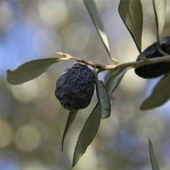 Kırmalık ve Yağlık Tüplü Karaburun (Hurma) Zeytini Fidanı - 1