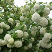 Tüplü Kartopu (Viburnum Lucidum) Fil Burnu Fidanı - 1