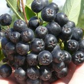 Tüplü Rus Yaban Mersini Amit Aronya (Aronia) Chokoberry Fidanı - 1