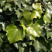 Tüplü Hedera Herdem Yeşil Kaya Sarmaşığı Fidanı - 1