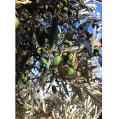 Natürel 1. Zeytinyağı 1 LT - 6