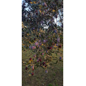 Natürel Sızma Zeytinyağı 18 LT - 4