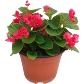 Begonia (Begonya Çiçeği) Fuşya 10-20 cm thumbnail 1