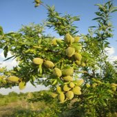 Tüplü Kendine Verimli Bertina Badem Fidanı-10 Adet - 1