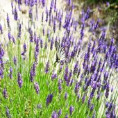 Lavanta English Lavender Çiçeği Tohumu -90 Tohum - 1