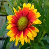 Indian Blanket Gayret (Gailardia) Çiçeği Tohumu -30 Adet - 2