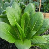 Taze Tendergreen Hardal Tohumu -95 Tohum - 3