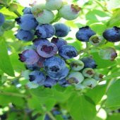 Tüplü Kısa Zamanda Meyve Veren Jubile Blueberry Yaban Mersini Fidanı - 1