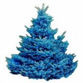 Mavi Ladin (Picea Pungens) Ağacı Tohumu -500 Adet - 1