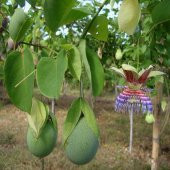 Tüplü Passiflora Ligularis Sweet Granadilla Fidanı - 2