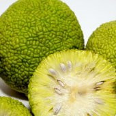 Nadir Bulunan Tüplü Yalancı Portakal (Maclura Pomifera) Fidanı - 2
