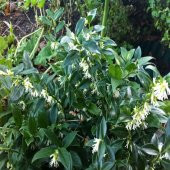Tüplü Parfüm Kutusu Çiçeği Fidanı Sarcococca - 5