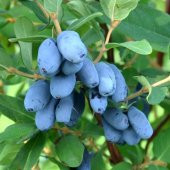 Tüplü Honeyberry Bal Yemişi Fidanı (50 Adet) - 2