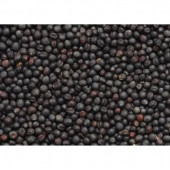 Agrobazaar Kanola tohumu Rapiska Tohumu 500 Gr - 1