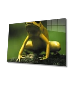 Yeşil Sarı Kurbağa Dekoratif ve Modern Cam Tablo - 1