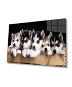 Mavi Gözlü Köpekler Dekoratif ve Modern Cam Tablo - 1