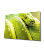 Yeşil Yılan Hayvan Dekoratif ve Modern Cam Tablo   Green Snake - 1