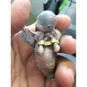 Muhabbet Kuşları İçin Çarpık Bacak Kelepçesi 3 mm ve 4 mm (1er adet) - 4