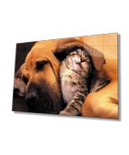Kedi Köpek Dekoratif ve Modern Cam Tablo thumbnail 1