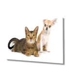 Kedi Köpek - 1