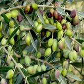 Tüplü Sıkımlık ve Yemelik Çekişte Zeytini Fidanı - 1