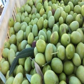 Yağlık ve Salamuralık Tüplü Domat Topak Zeytini Fidanı - 1
