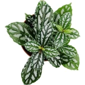 Pilea Cadierei Karyağdı Çiçeği Ev Ofis Salon Iç Mekan Bitkisi - 10 cm thumbnail 2