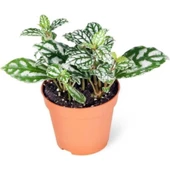 Pilea Cadierei Karyağdı Çiçeği Ev Ofis Salon Iç Mekan Bitkisi - 10 cm thumbnail 1