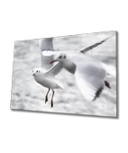 Martı Dekoratif ve Modern Cam Tablo - 1