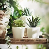 SUMUHOME FEJKA SAKSILI YAPAY BİTKİ KAKTÜS 6 CM 3 ADET - 4