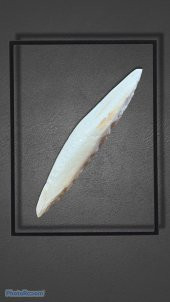 Mürekkep Balığı Kemiği (Kalamar) S Boy - 1 Adet (8-10 cm) - 2