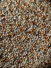 Vivid Bird Premium Muhabbet Kuşu Yemi ( 1 Kg ) - 1