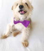 Mor Köpek Papyonu, Köpekler için Papyon - 1