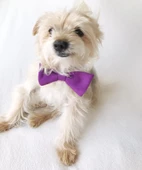 Mor Köpek Papyonu, Köpekler için Papyon - 3