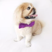 Mor Köpek Papyonu, Köpekler için Papyon - 2