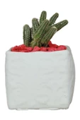 Evene Saksı Dekoratif Saksı Kaktüs Saksısı Sukulent Saksısı Küçük Saksı Model 45 Beyaz Saksı thumbnail 1