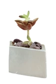 Evene Mini Çiçek Saksı Küçük Sukulent Gümüş Kaktüs Saksısı Dörtgen Yatay Model thumbnail 1