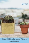 Evene Saksı Dekoratif Saksı Kaktüs Saksısı Sukulent Saksısı Küçük Saksı Model 45 Gold Saksı thumbnail 4