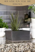 Stein Kohle Dekoratif Saksı Minik Kaktüs Saksısı Gümüş Eskitme Renk 1 Adet Dörtgen Model thumbnail 4