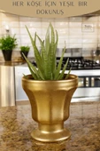 Stein Kohle Dekoratif Saksı Minik Kaktüs Saksısı Altın Renk Model 38 thumbnail 4
